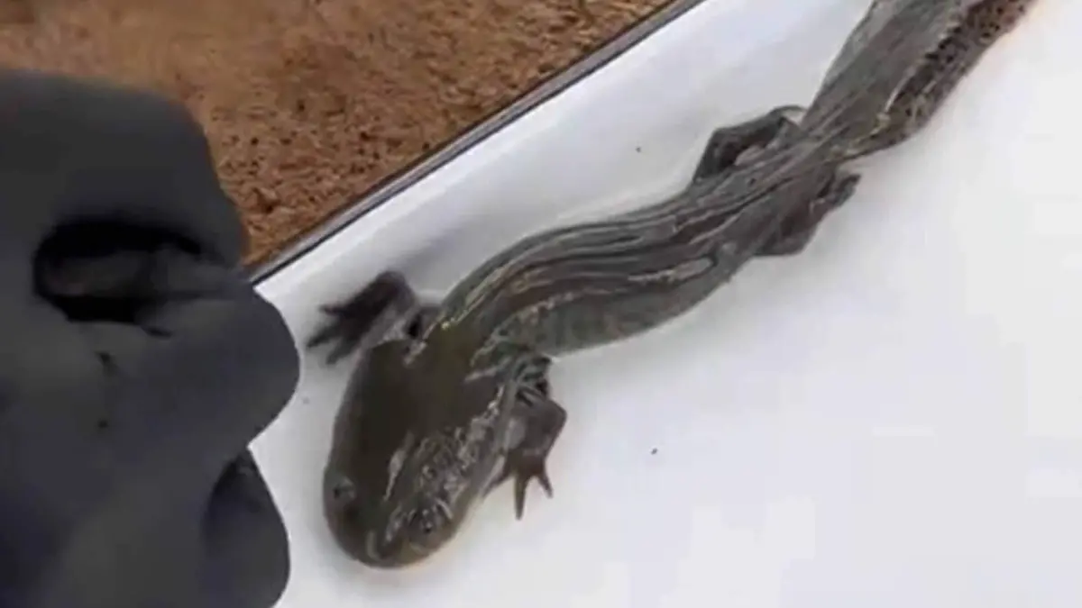 Ajolote del Altiplano