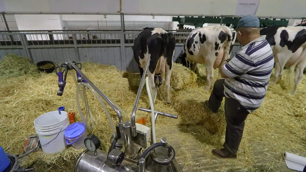 221204_BOVINOS, VACAS FERIA_IS-02