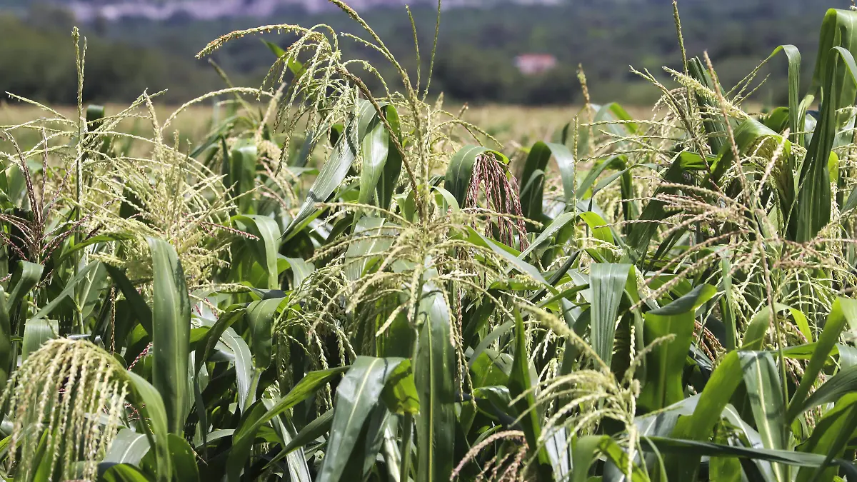 240820_CAMPO MAIZ LLUVIA_HA_2