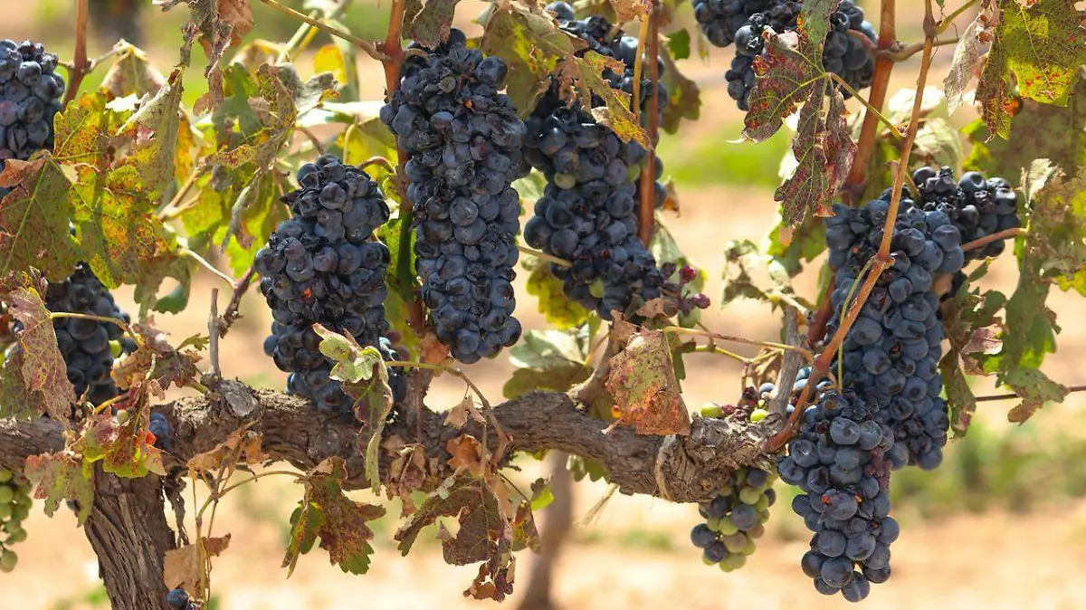 WhatsApp Image 2026-02-07 at 19.11.55