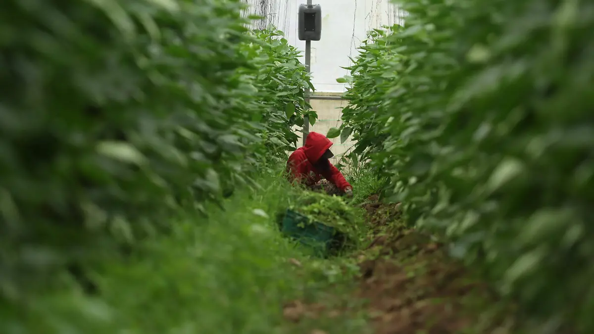 221117_INVERNADERO AGRICOLA JALPAN, CHILE MORRON_MM (39)