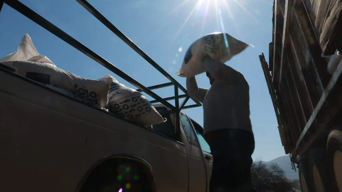 71_273_50658_181472225_SEDEA_maiz_TX_20-02-2026__4