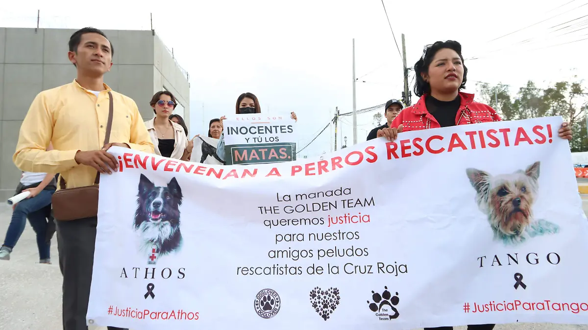 LOS PERROS ATHOS Y TANGO