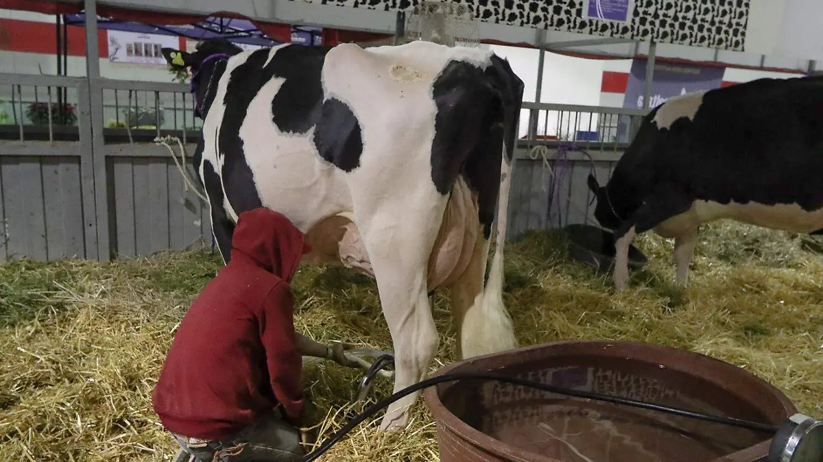 221204_BOVINOS, VACAS FERIA_IS-05