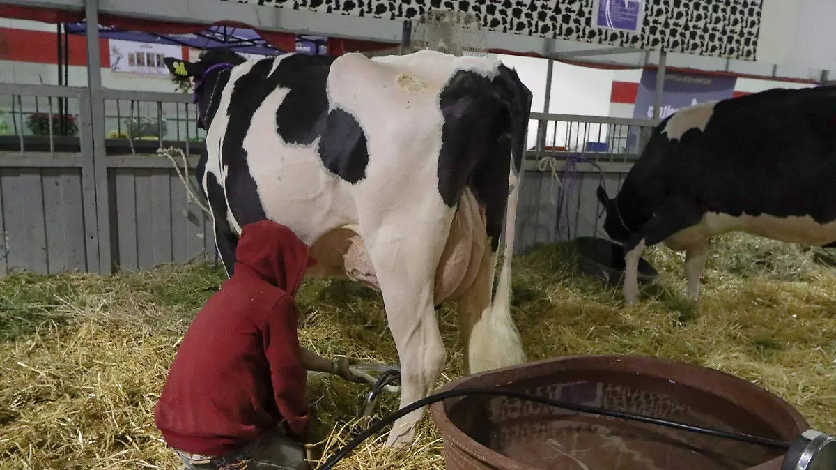 221204_BOVINOS, VACAS FERIA_IS-05 (1)