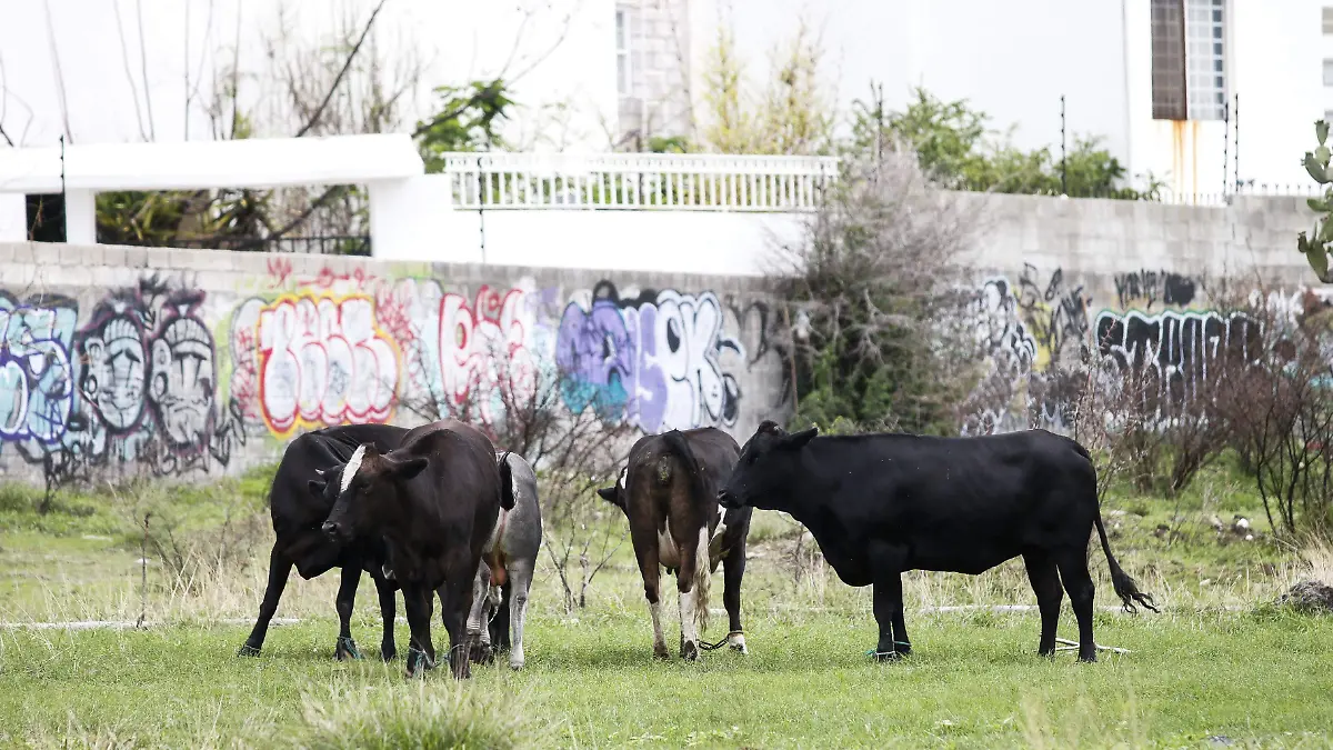 250618_GANADO_MC_2 (1)