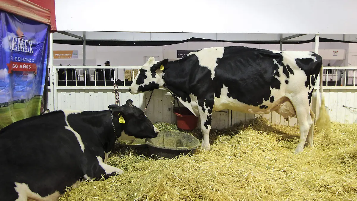 251122_ZONA GANADERA FERIA INTERNACIONAL GANADERA_IS_14