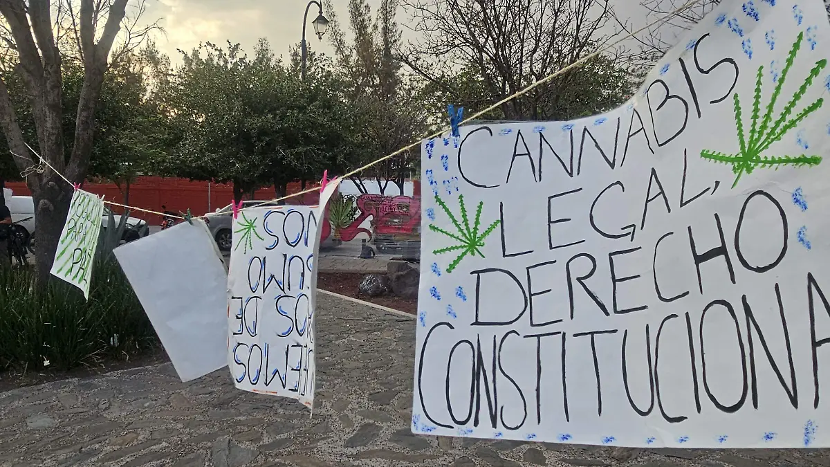 rodada cannabica (2)