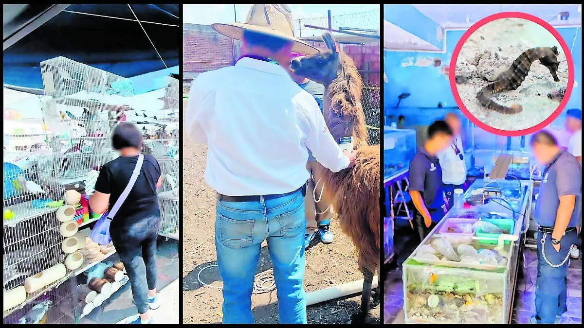 animales_CMYK