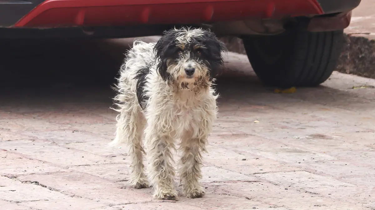 240731_LDA PERROS CALLEJEROS_HA_1