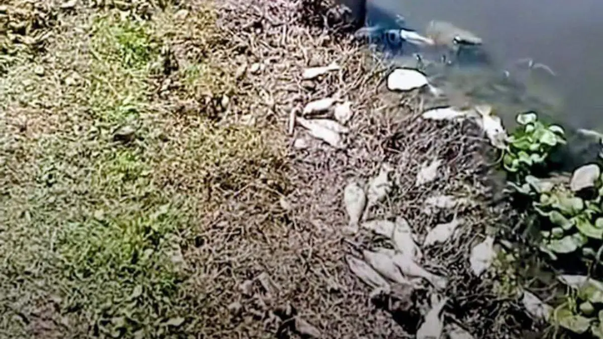 Peces muertos presa El Batán