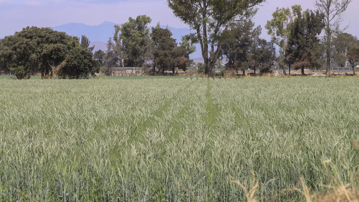 250219_CAMPO AGRICULTURA_HA _7