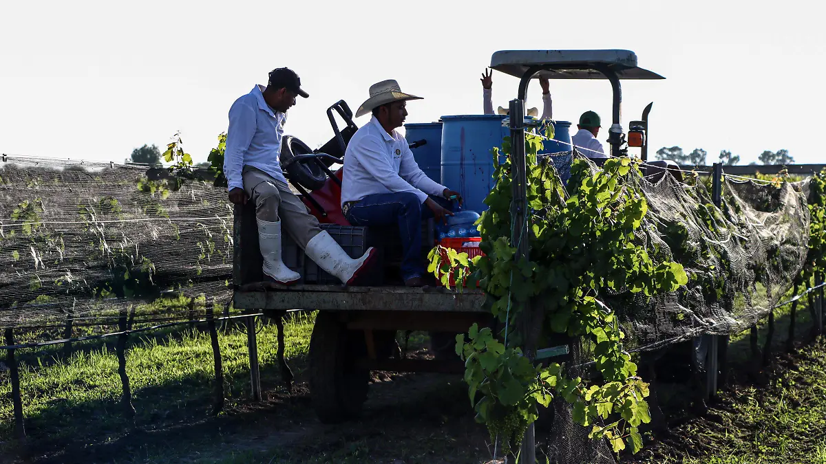 250704_VIÑEDO FREIXENET VENDIMIA_MM_22