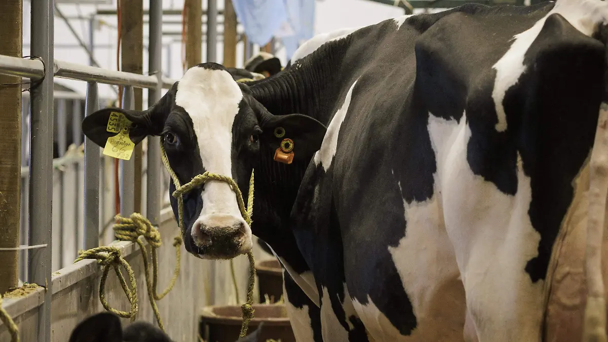 260727_CONGRESO HOLSTEIN VACAS_AG 15
