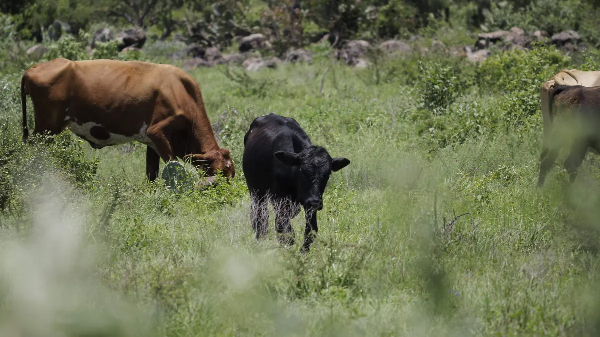 260712_VACAS BOVINO_AG 2