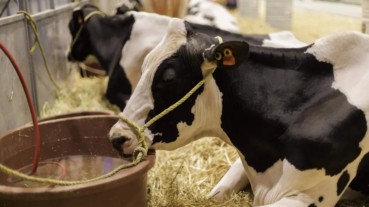 260727_CONGRESO HOLSTEIN VACAS_AG 1