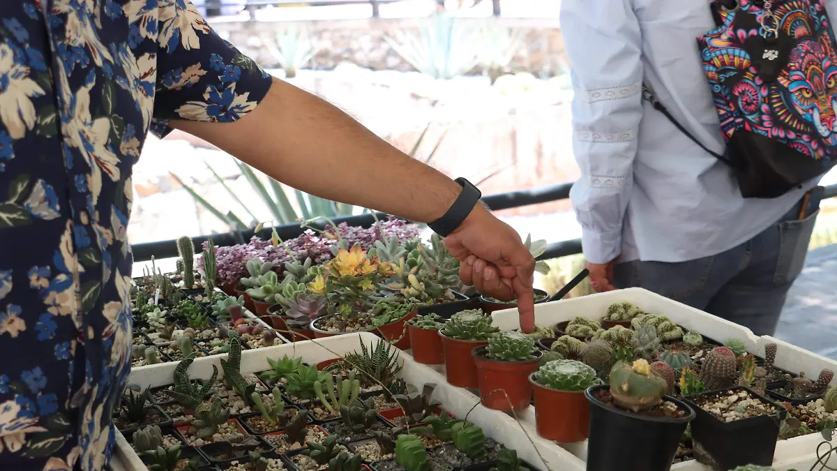260801_FERIA DE CACTACEAS CEART_IS-13