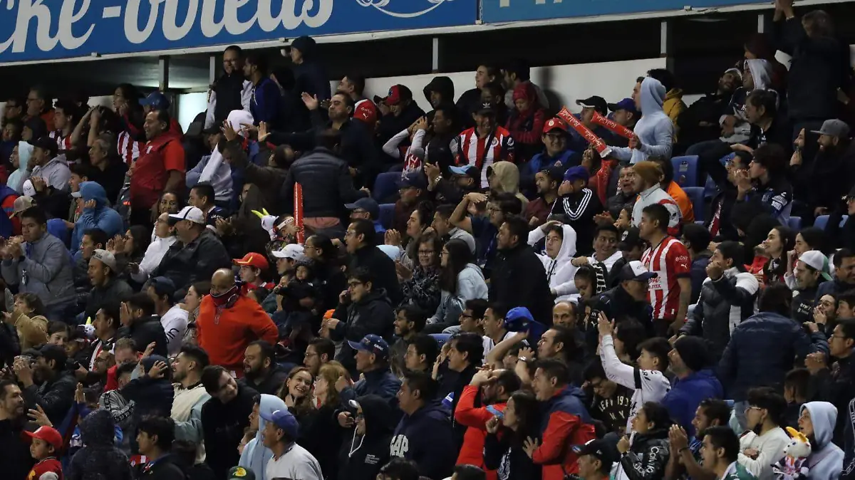 aficionados gallos blancos