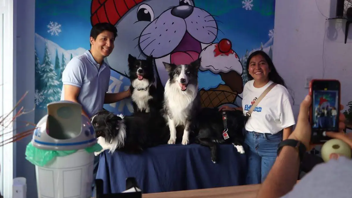 perros rescatistas