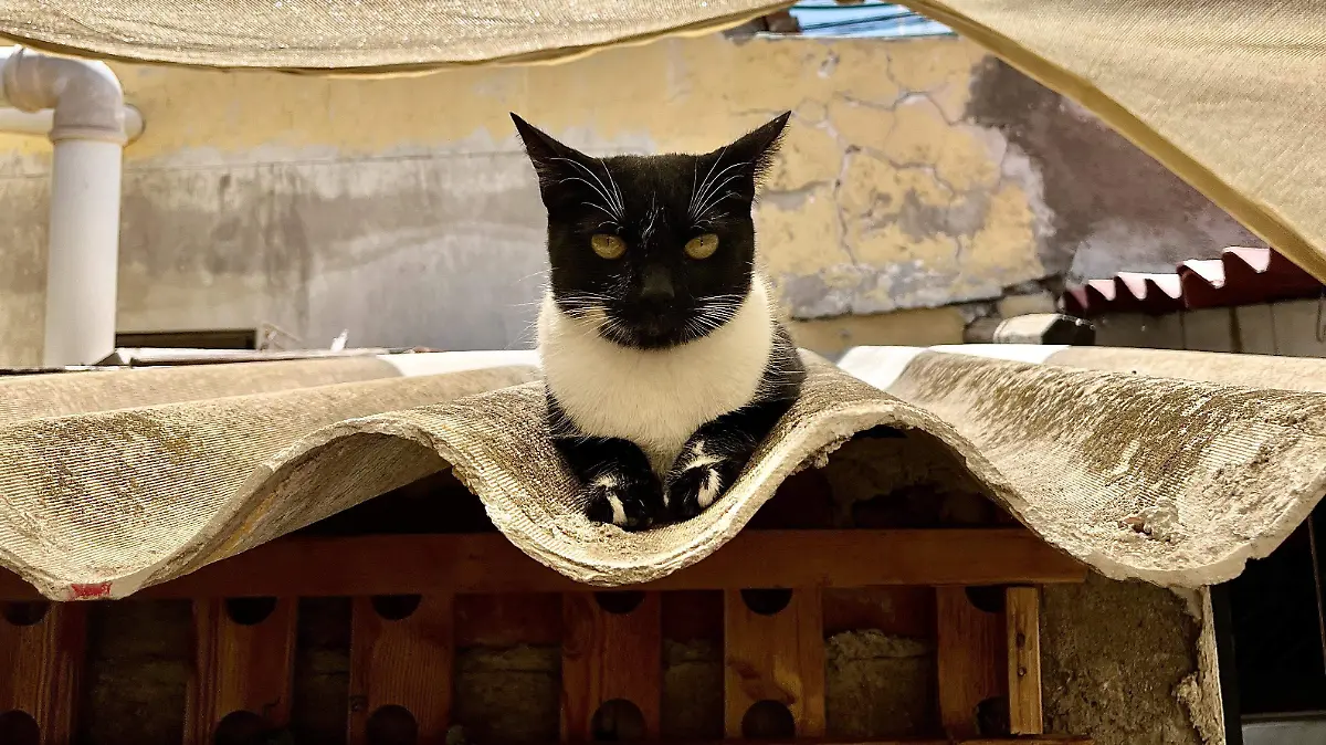 GATOS FERALES