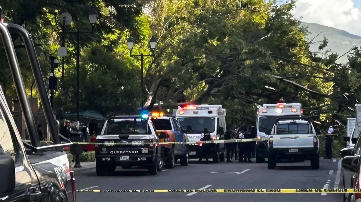 arbol caido en la alameda