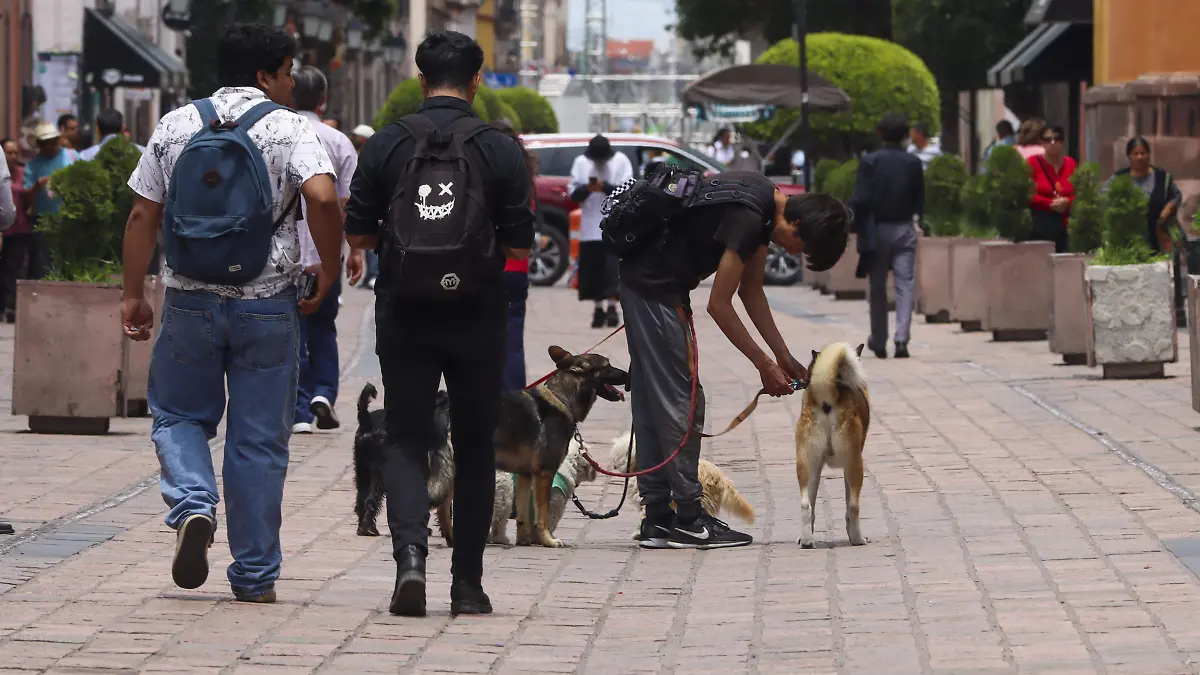 LOS PERROS