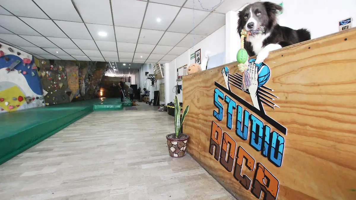 Studio Roca-gimnasia-escalar