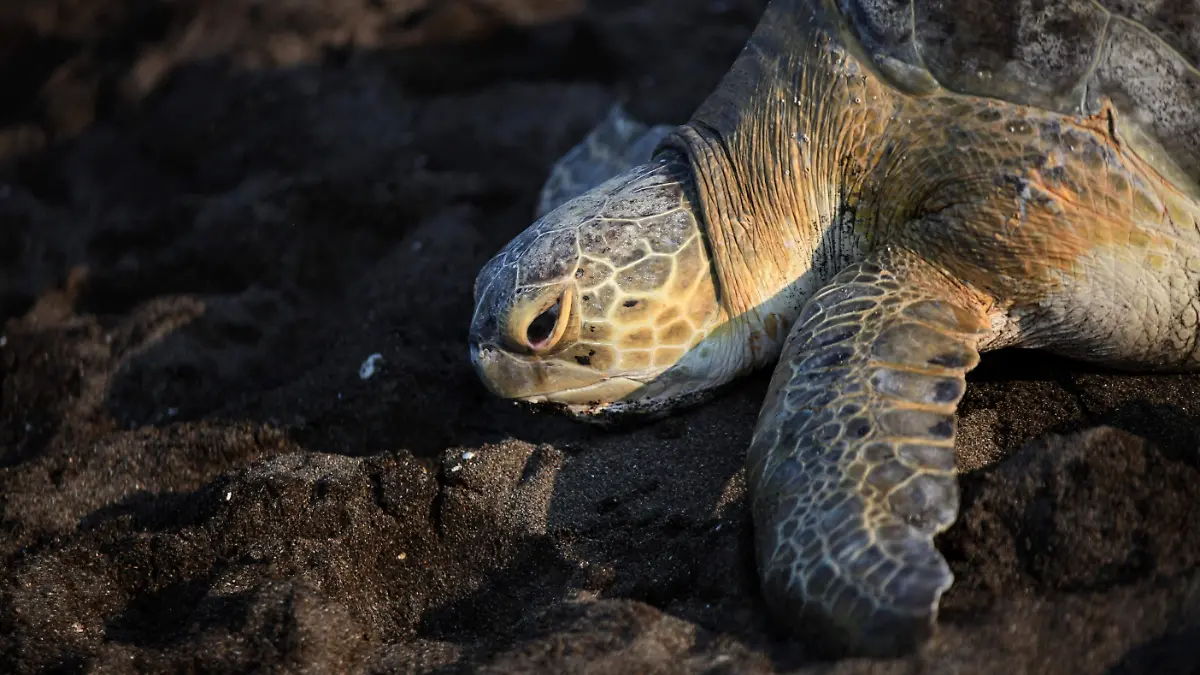 RENE-TORTUGAS-3