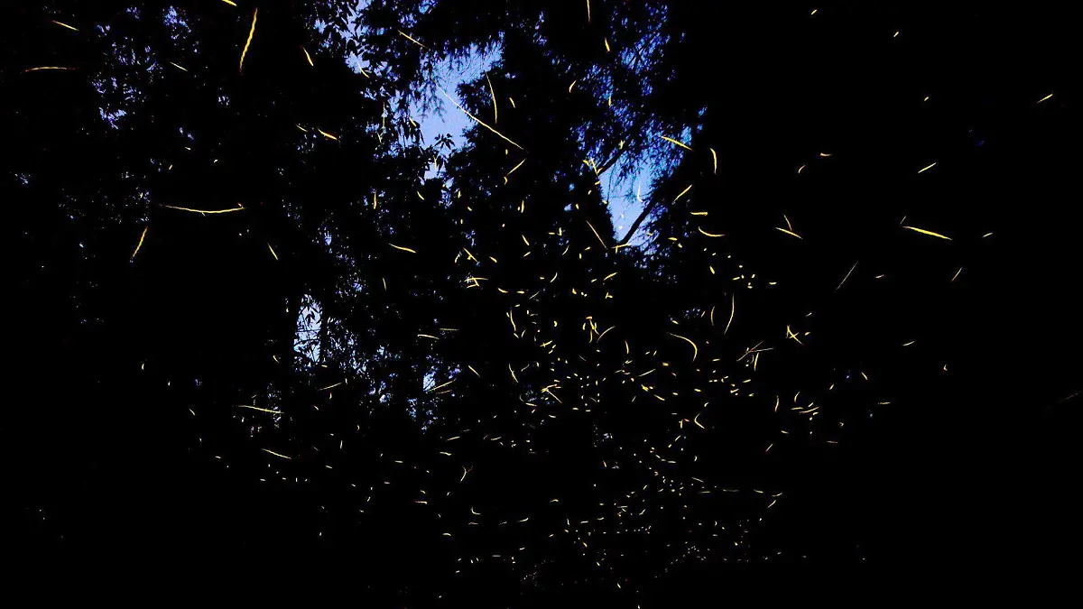 613838_Luciérnagas Tlaxcala-1_web