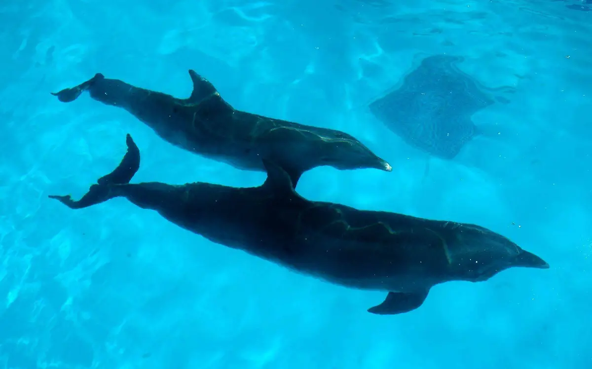 231493_Delfines3_web