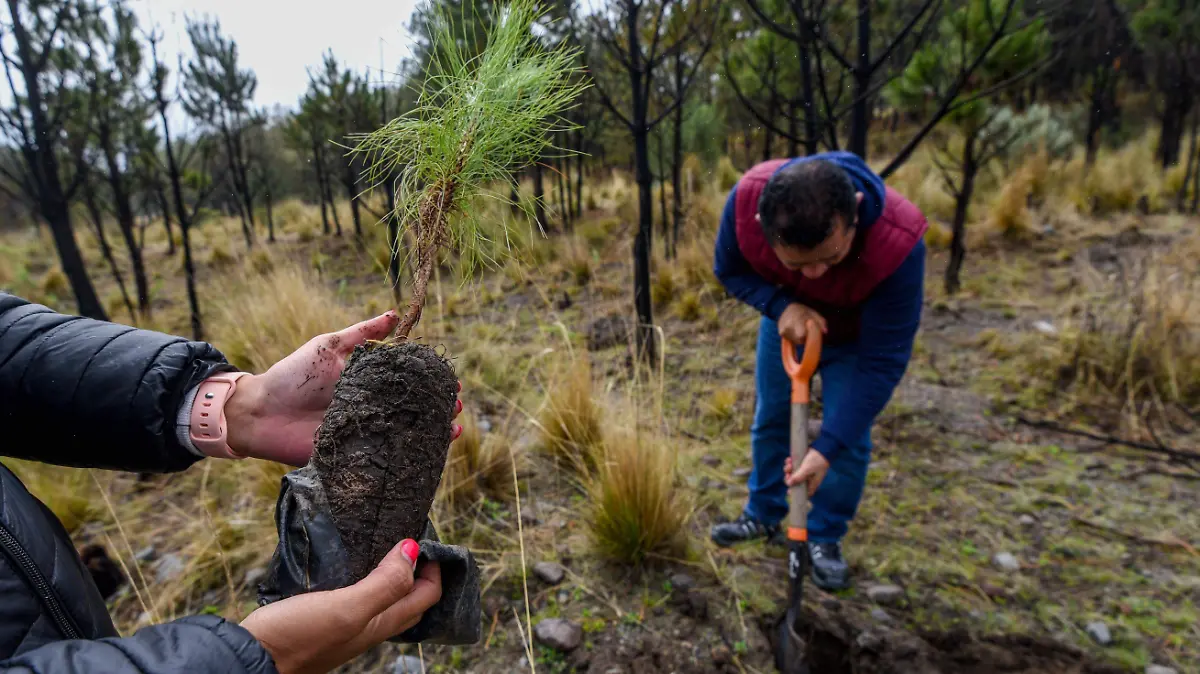 987078_Reforestación estatal “Árboles para mañana” -4.jpg _impreso