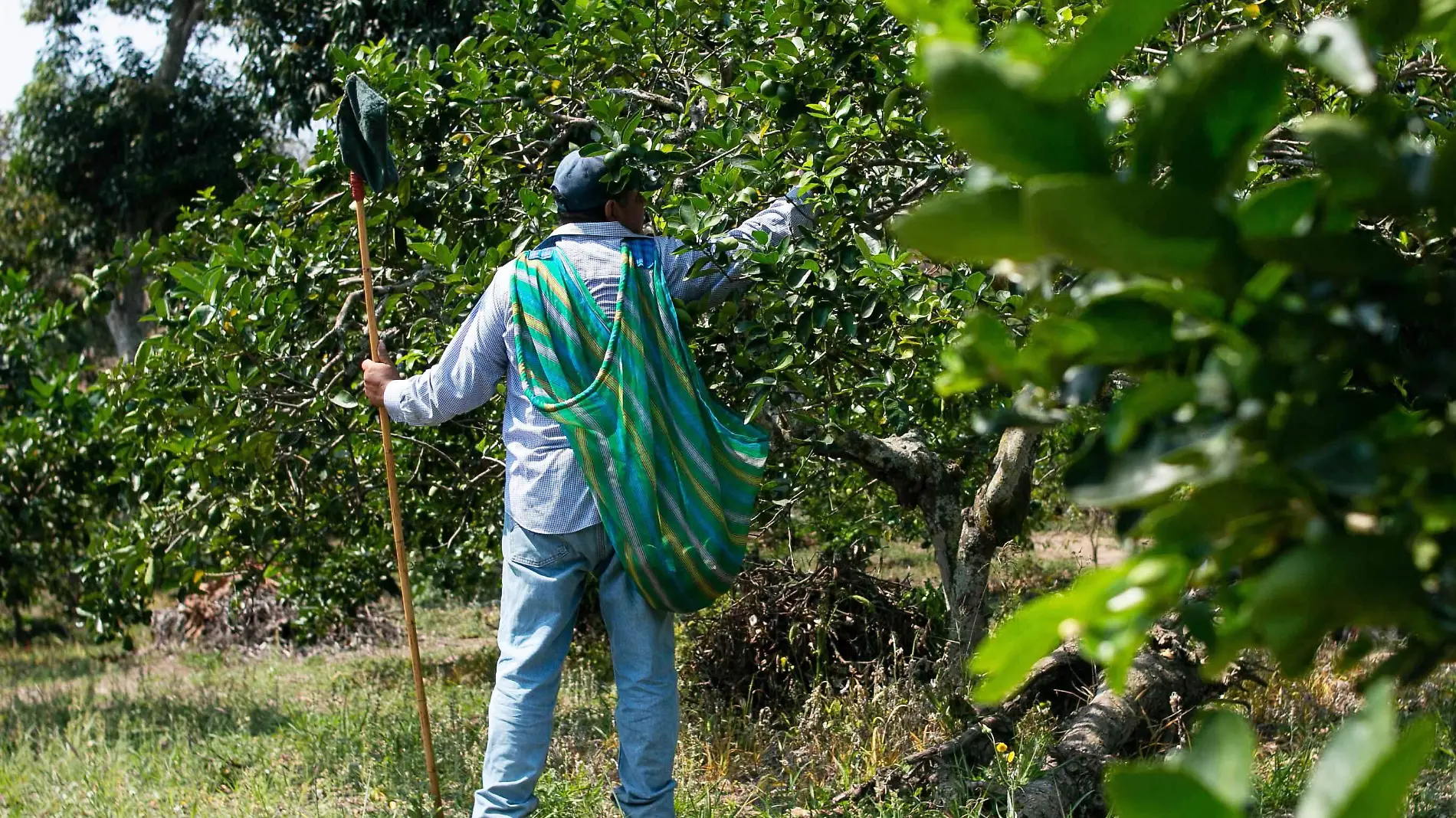 Plaga-cultivos-campo-citrico-ricardo-limon01