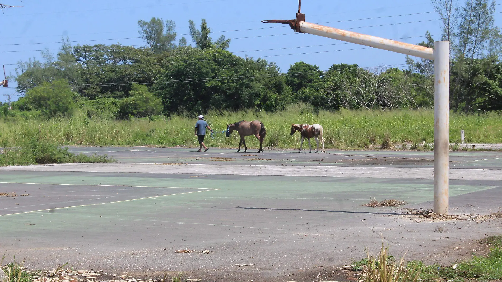 Caballos | Yegua