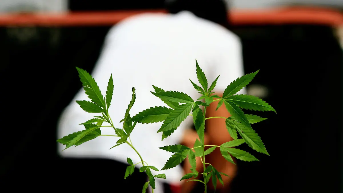 Marihuana | Drogas | Salud Mental | Adolescentes