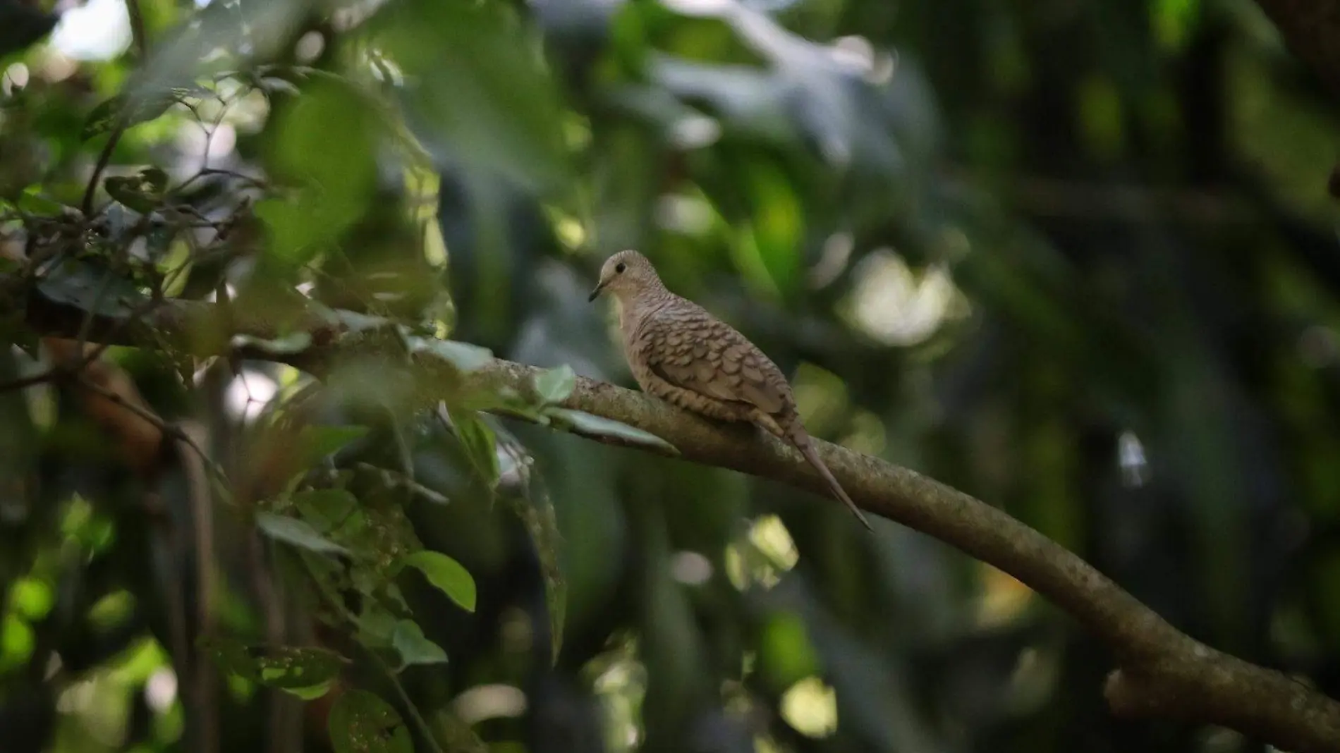 Aves-bosque-Xalapa-especies-ricardo06