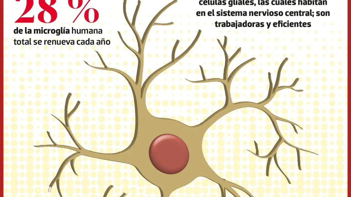 ¿Qué es la microglía? | INFOGRAFÍA | CIENCIA Y LUZ
