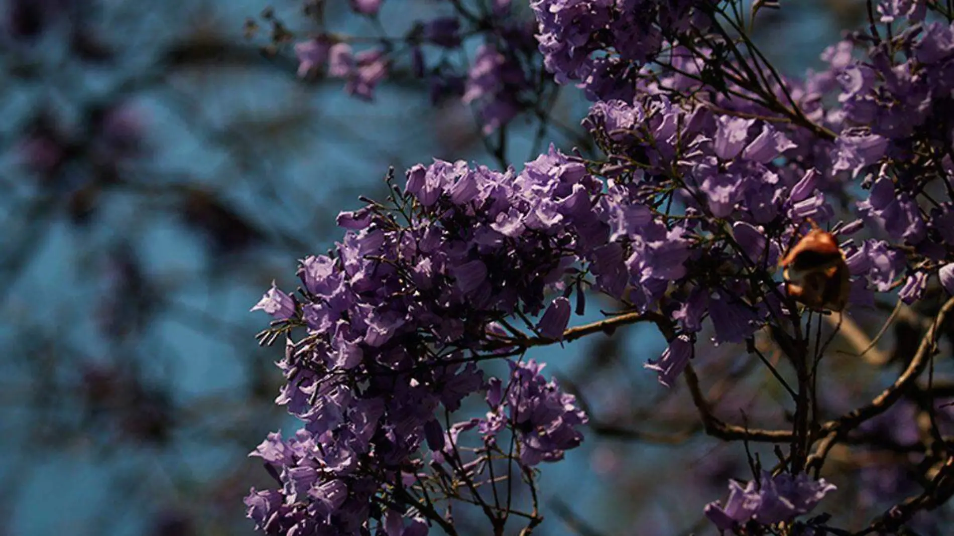 Florecen-jacarandas-en-Xalapa