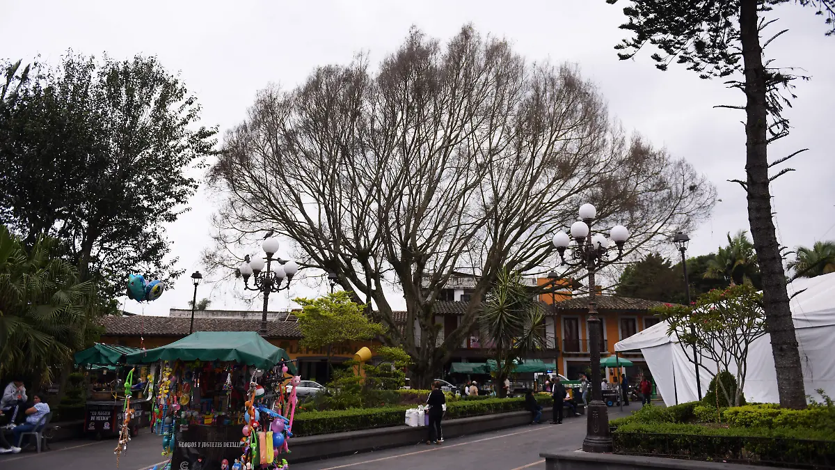 RENÉ-ÁRBOL COATEPEC