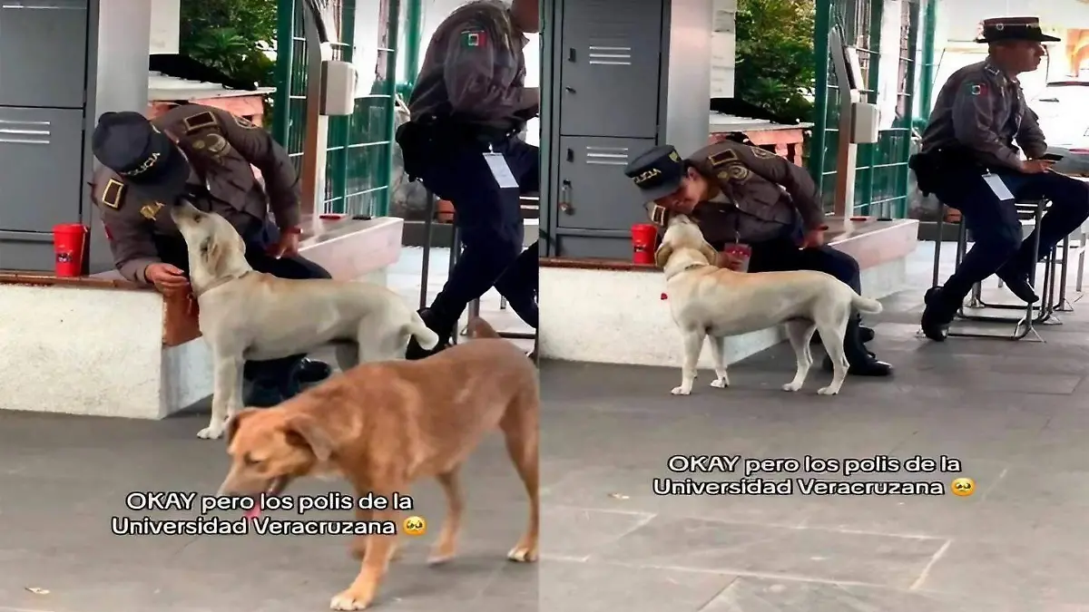Policía perrita Luna (1)