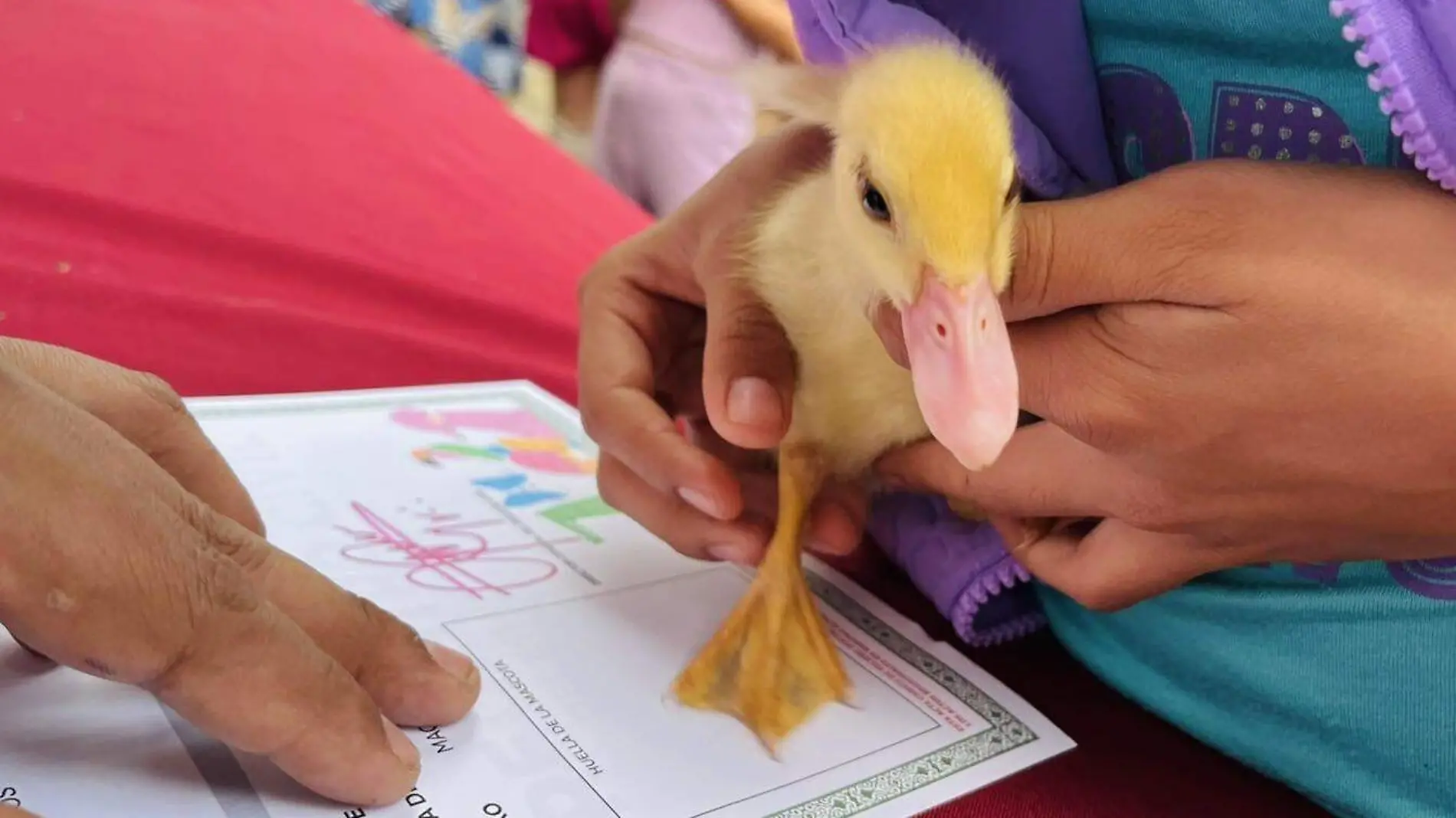 Registro de mascotas en Xalapa