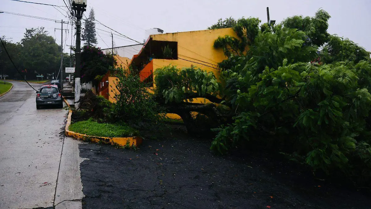 Caída de árboles por lluvia 