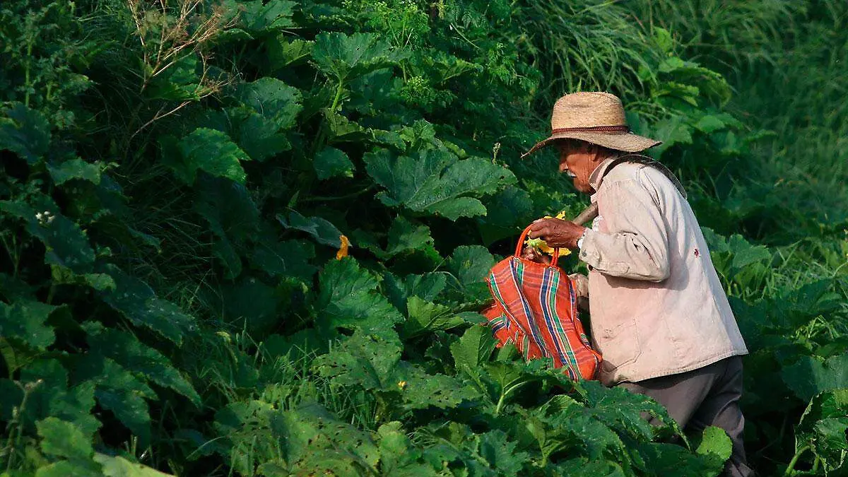 campesino