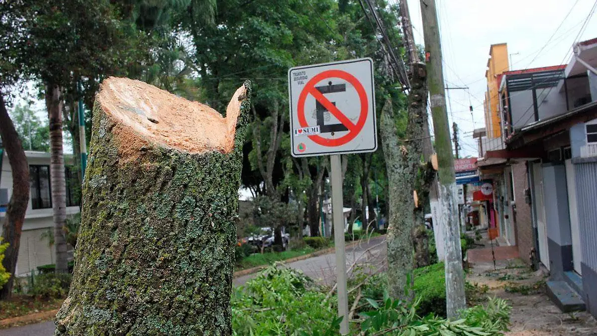 árbol1