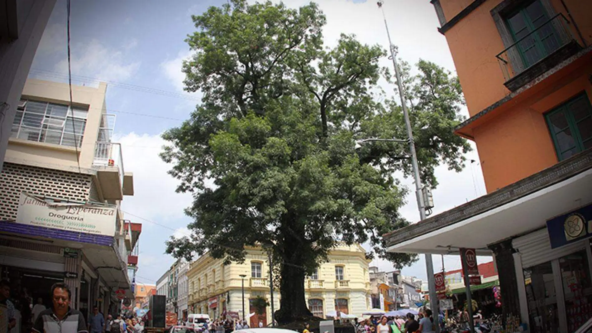 Historia-del-arbol-de-la-pazuela-del-carbon-en-Xalapa