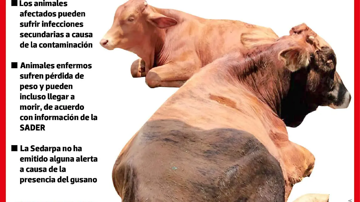 Gusano barrenador en ganado | INFOGRAFÍA