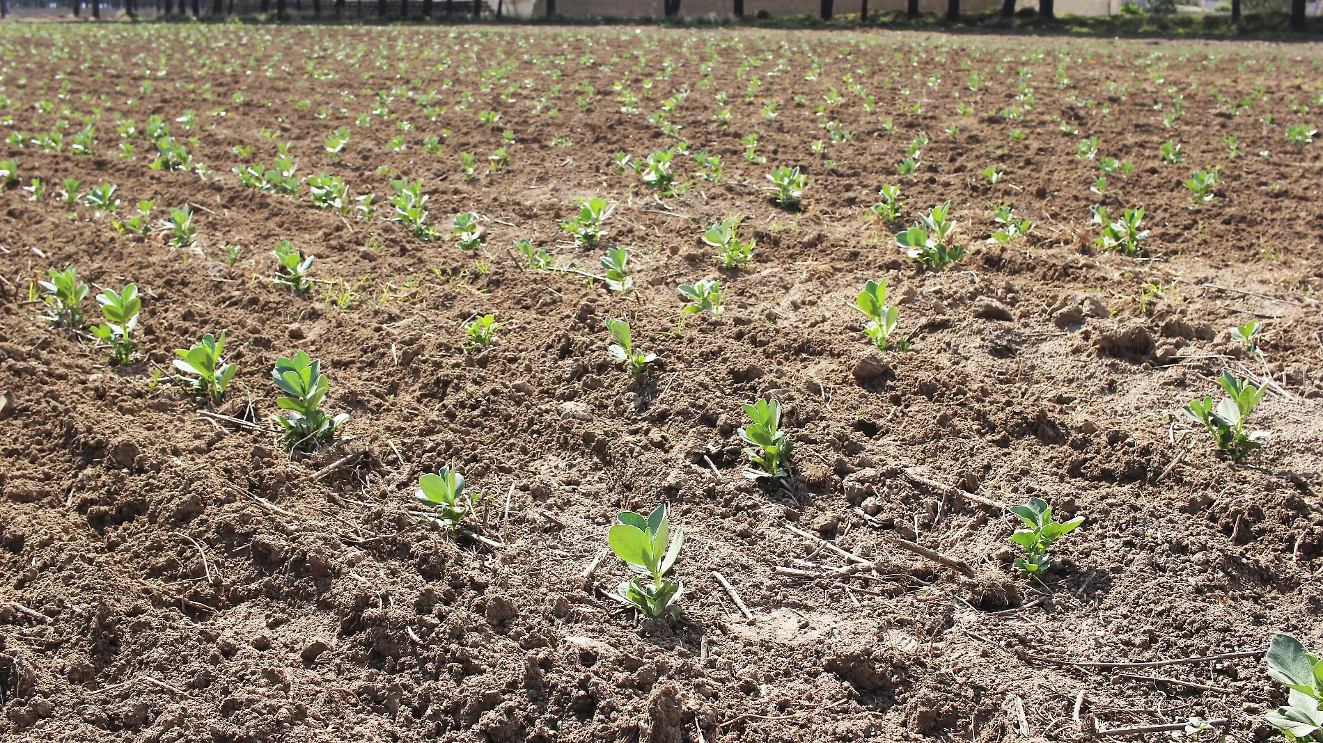 campo-productores