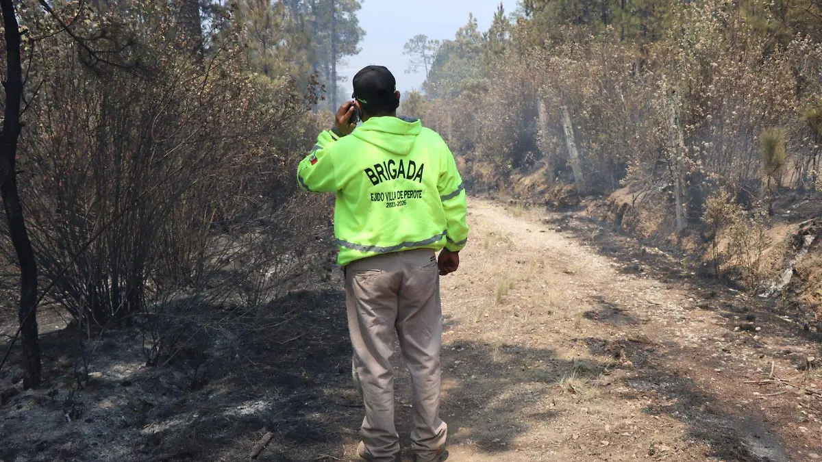 Liquidan incendio forestal en paraje de Perote