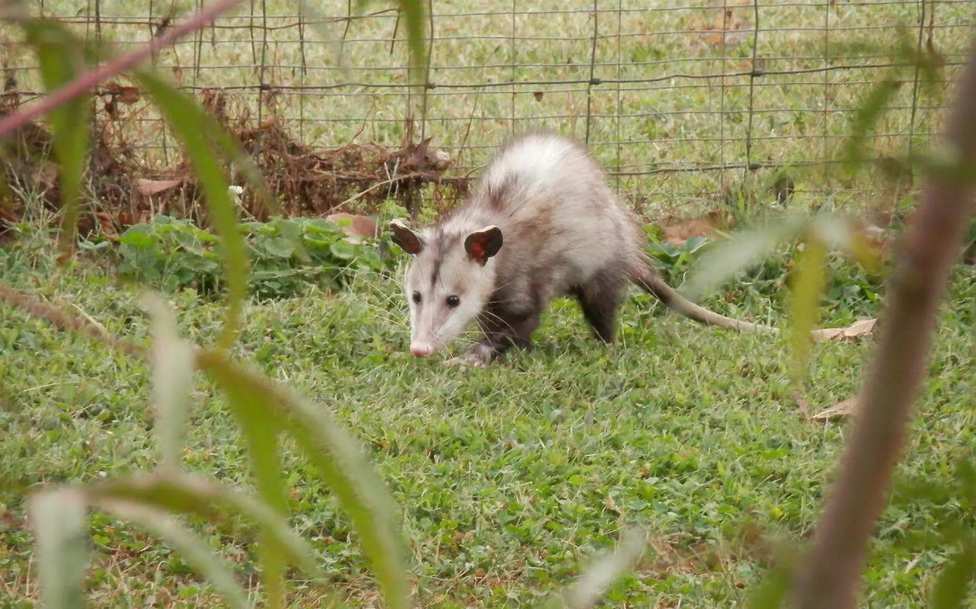 possum-g42b545880_1280