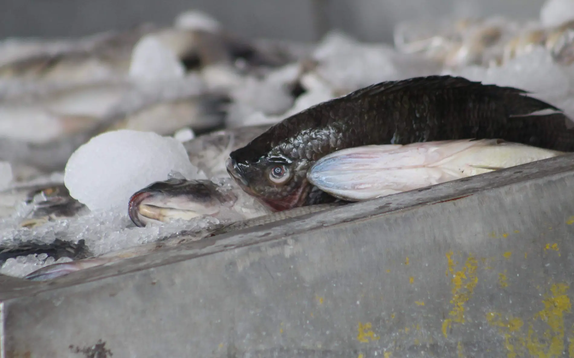 Pescado | Pesca | Pescadores 