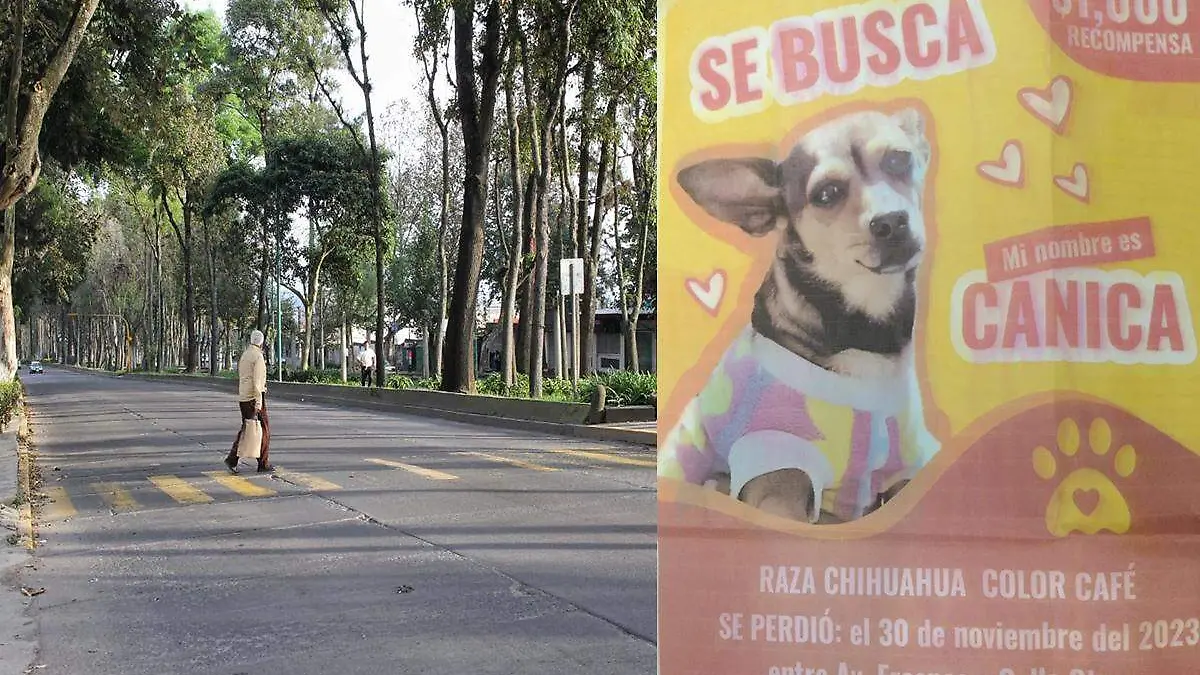 Perrita